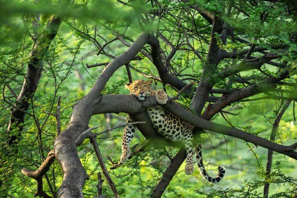 Pench national park