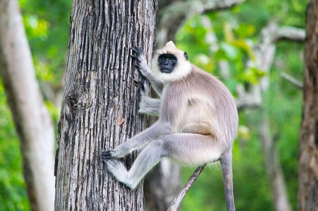 bandipur national park