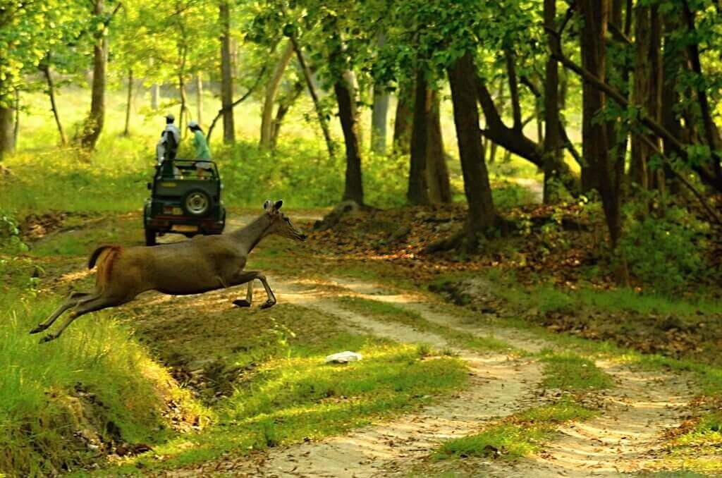 kanha national park