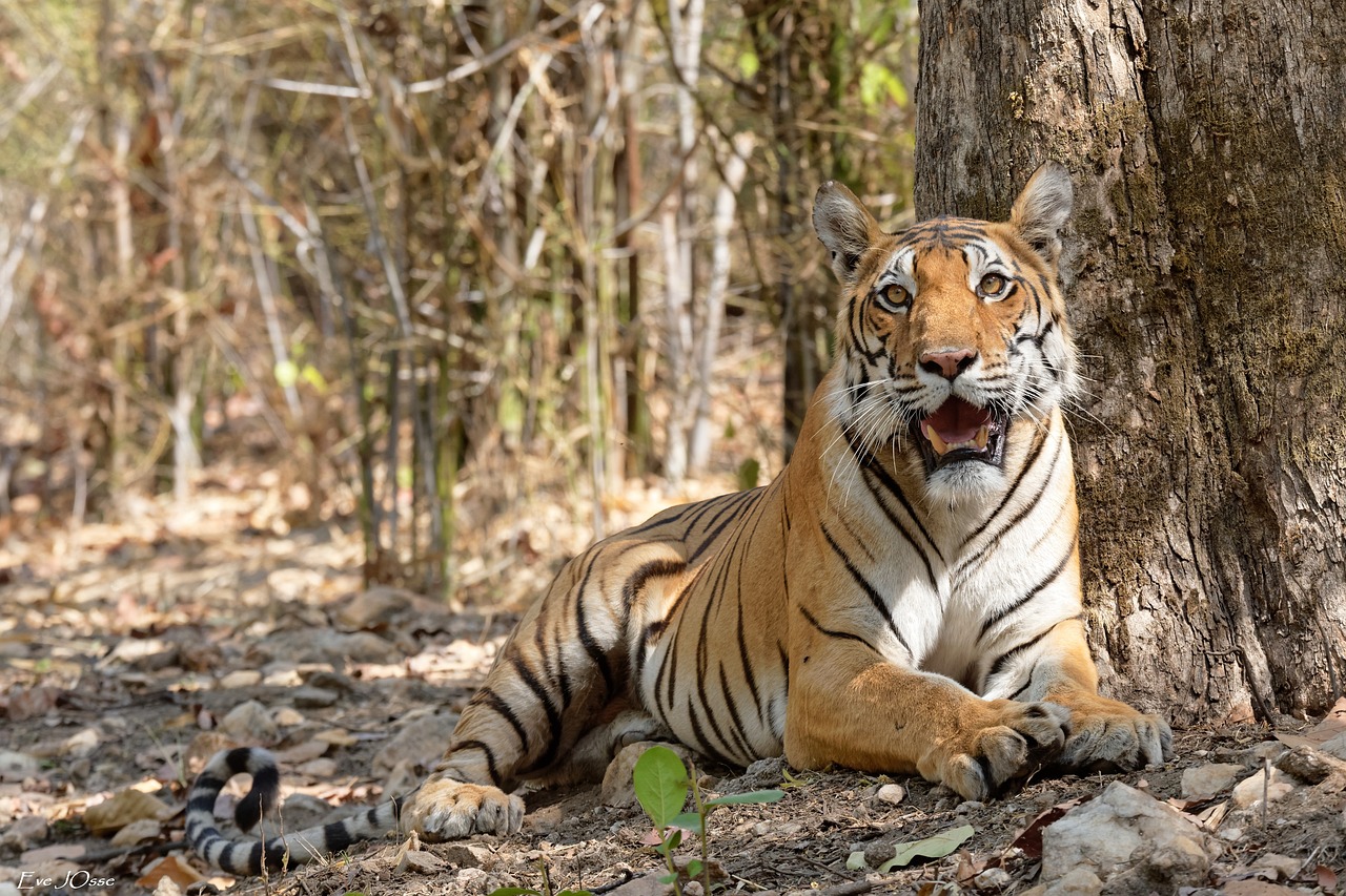 Madhumalai national park