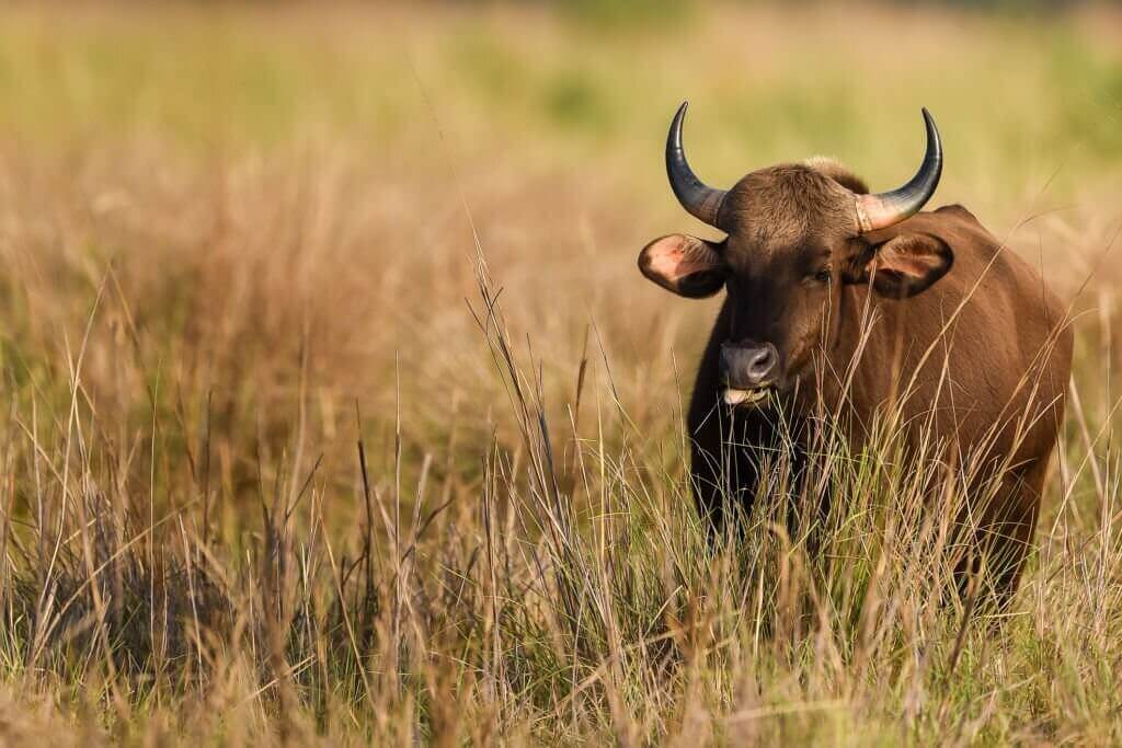 Nagarhole national park