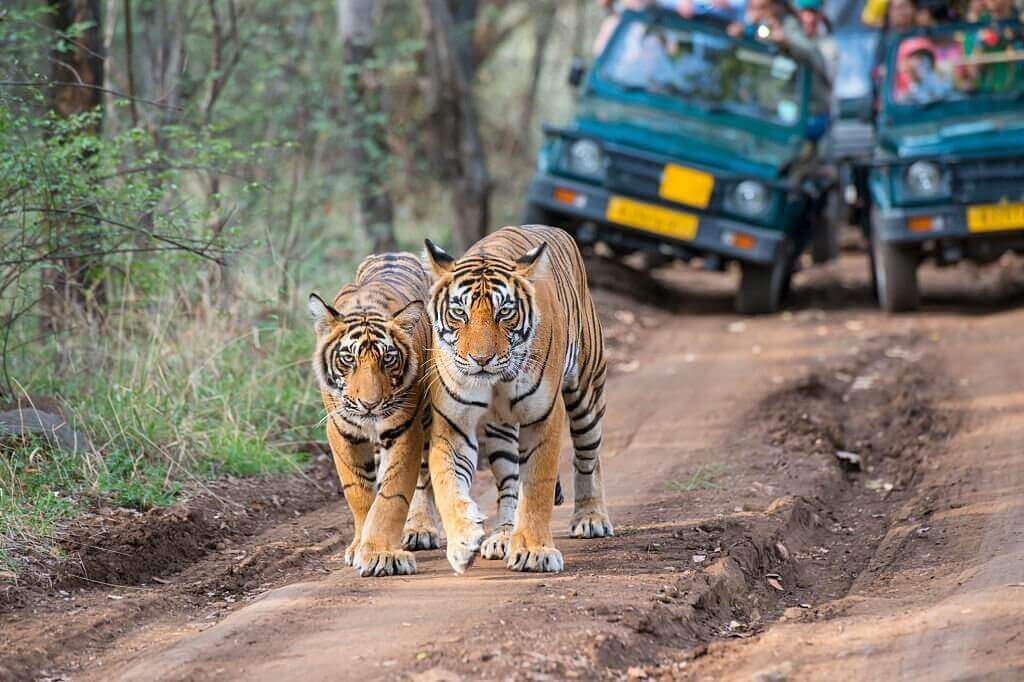 Ranthambore national park