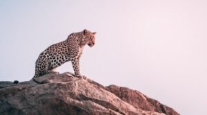 Pench Safari & Drive to Tadoba