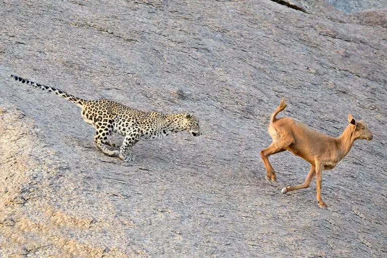 Indian Leopard & Royal Bengal Tiger Photography Tour