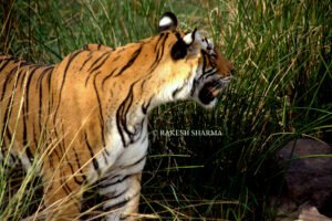 Tadoba Tiger Reserve Safari