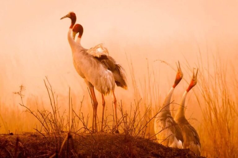 North India Birding Tour (300+ species)