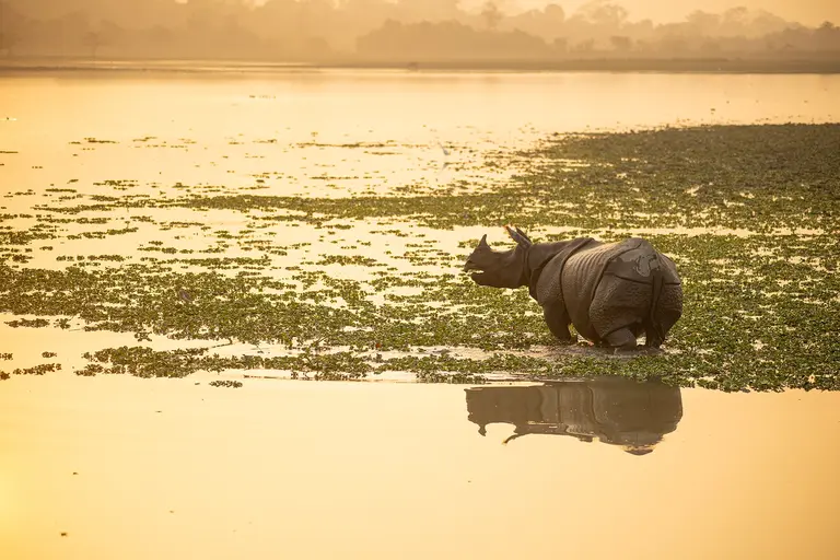 Big Five Tour - Tigers, Elephants, One-horned Rhinosarus, Indian Leopard & Indian Gaur