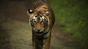 Ranthambore Safari