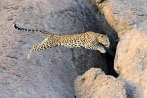 Bera Leopard Safari & Transfer to Ranthambore