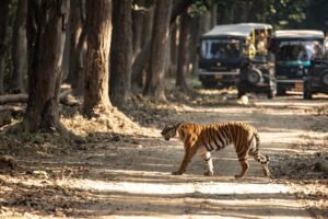 Tadoba Tiger Reserve Safari