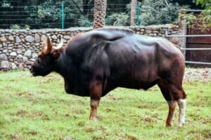 Bandhavgarh National Park Safari