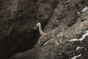 Snow Leopard Tracking in Ulley Valley