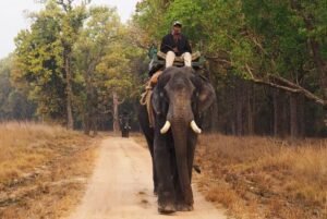 Kanha National Park Safari