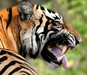 Bandhavgarh National Park Safari