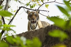 Ranthambore Tiger Safari