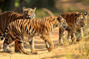 Ranthambore National Park Tiger Safari & Wildlife Experience