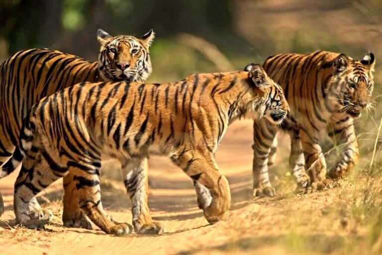 Exclusive Tiger Photography Tour 3 Top National Parks