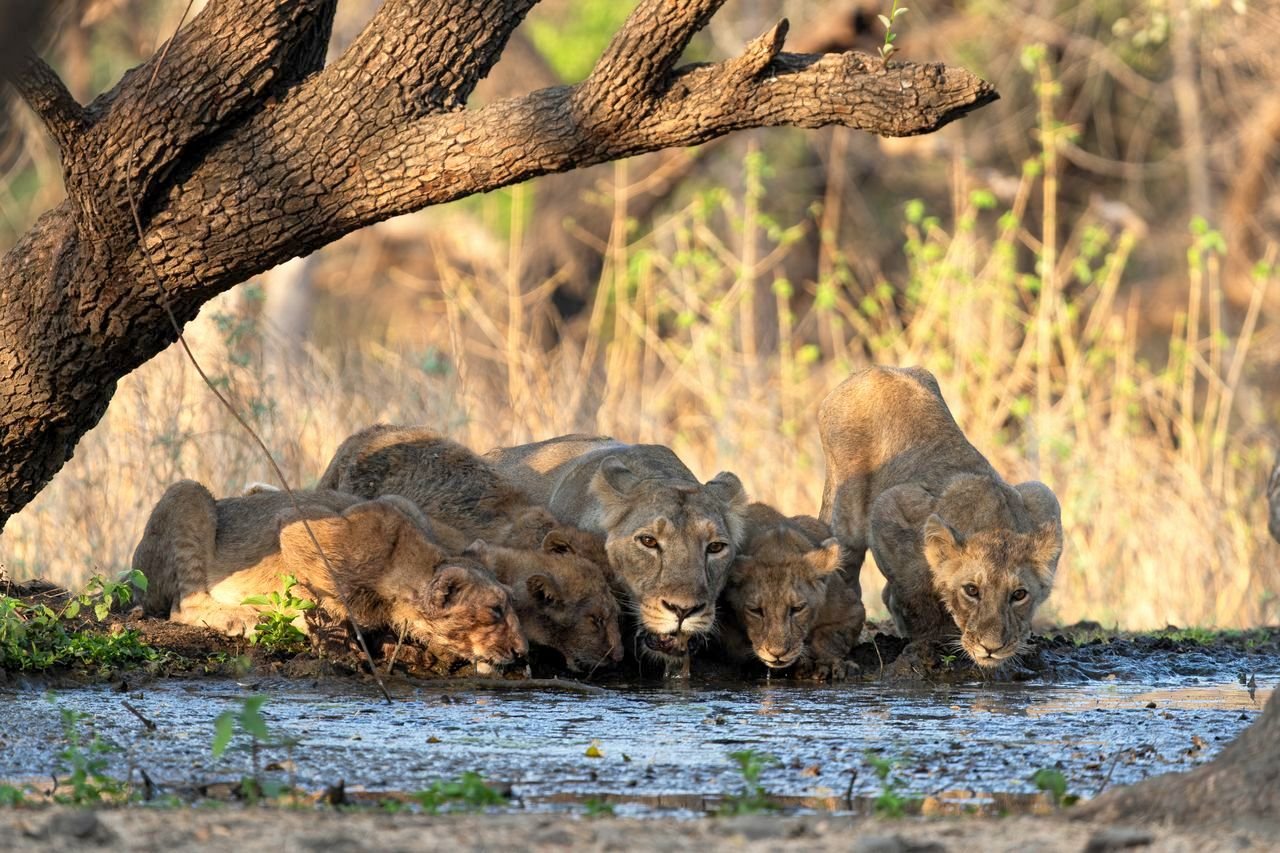 Tigers & Asiatic Lions of India