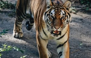 Jaipur - Ranthambore (180 km / 4 hrs)