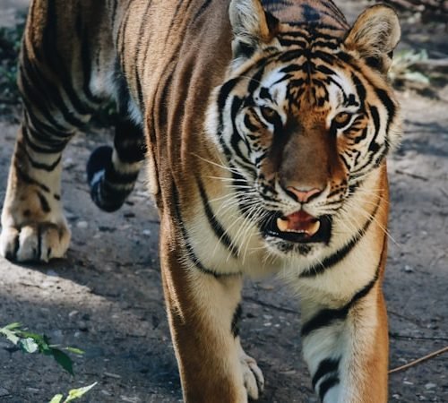 Bengal tiger in Ranthambore grassland