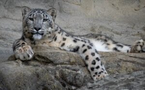Final Snow Leopard Search in Ulley