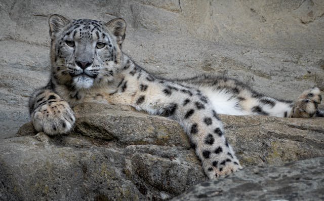 Exclusive Snow Leopard Tour