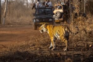 Ranthambore Morning Safari & Drive to Jaipur (180 km / 4 hrs)