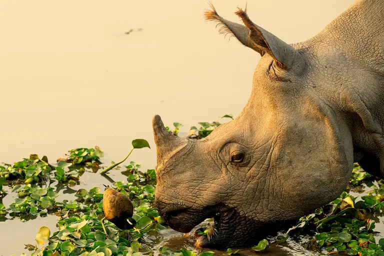 Great Rhino & Tiger Quest