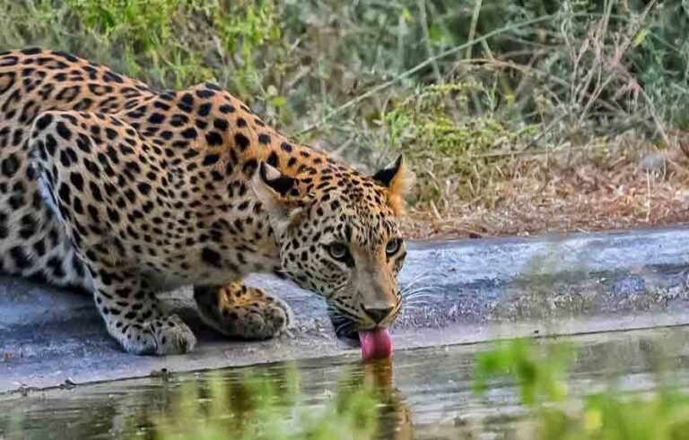 Golden Triangle Tour with Wildlife Leopard Safari