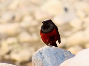 Corbett Jeep Safaris