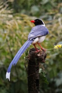 Corbett Buffer Zone Birding
