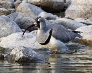 Corbett Safari & Transfer to Pangot