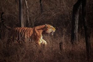Delhi to Nagpur & Pench